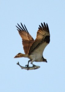 Osprey w lunch 1
