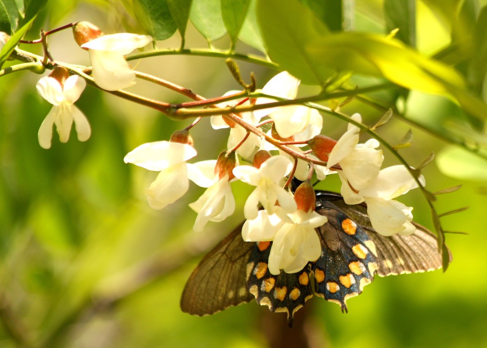 Butterfly on the banks of the Yuba