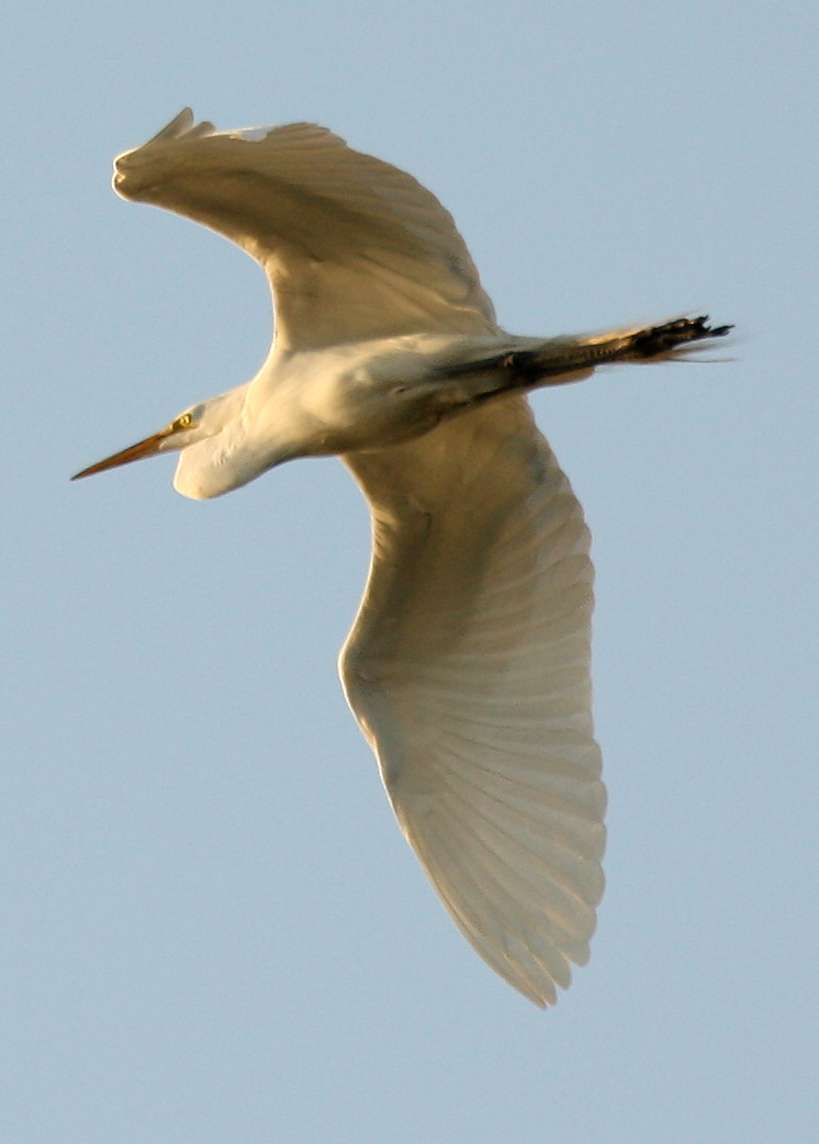 Fruitvale Bridge egret in flight