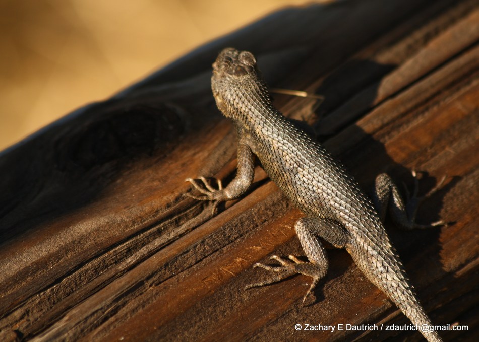 2011_0612 fence lizard 1