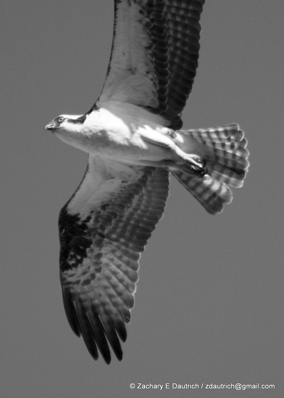 2011_0612 osprey hbg 1 bw