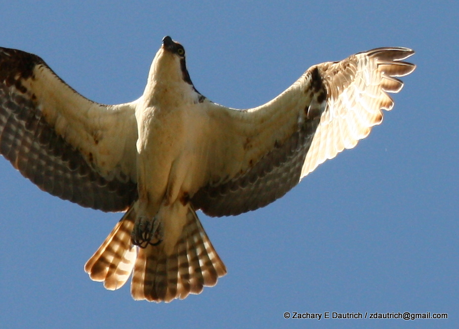 2011_0612 osprey hbg 4