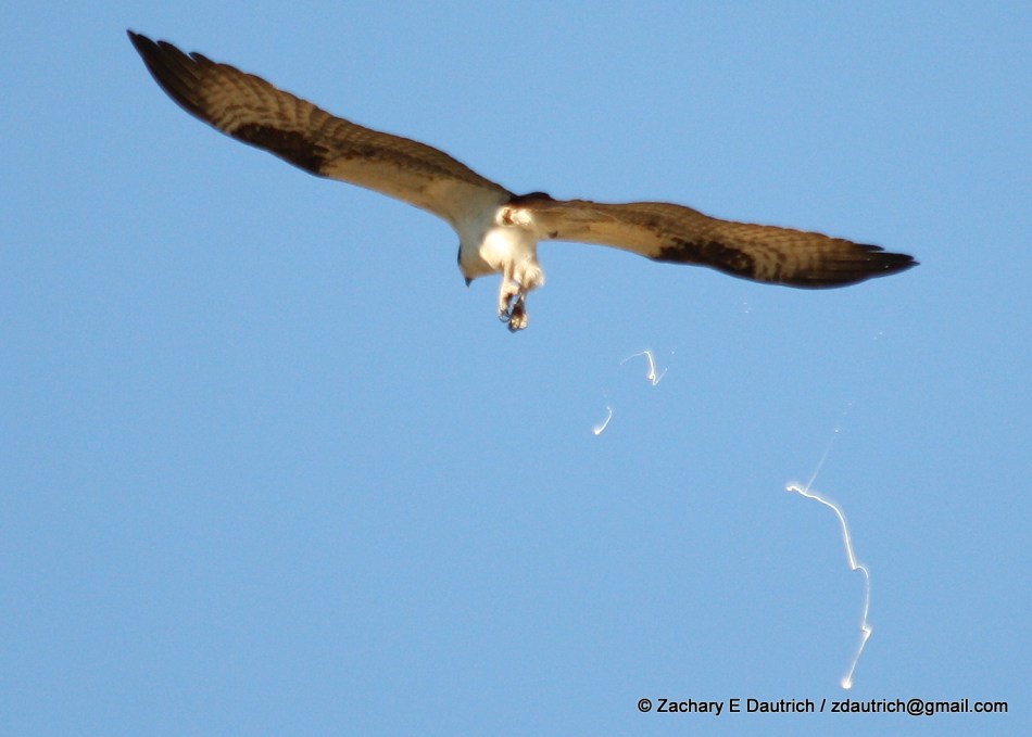 2011_0612 osprey hbg poo 1