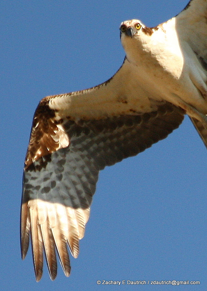 2011_0612 osprey survey 1