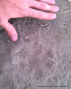 front right puma track??!! by Tumalo State Park