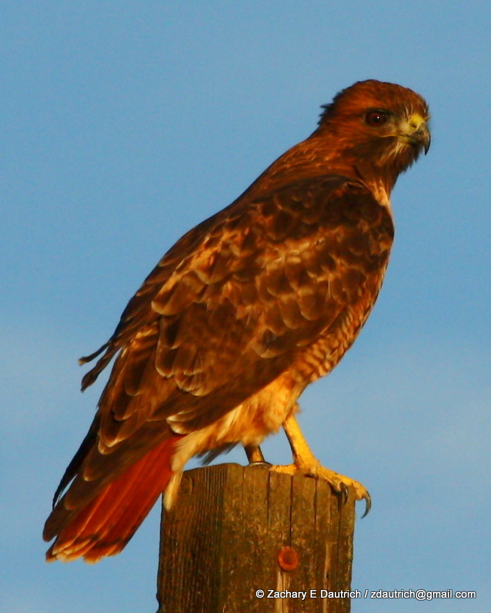 red-tailed hawk jenner headlands