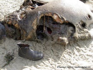 IMG_3439-1 apparent shark bite on female elephant seal / Pt Reyes National Seashore Jan 2012