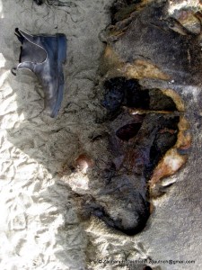 IMG_3440-1 apparent shark bite on female elephant seal / Pt Reyes National Seashore Jan 2012