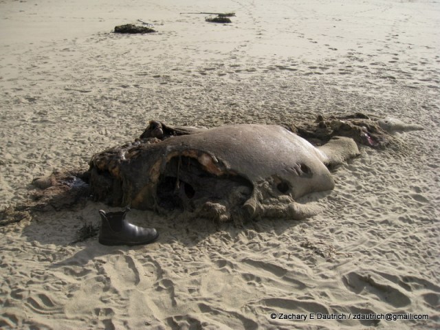 IMG_3441-1 deceased female elephant seal / Pt Reyes National Seashore Jan 2012