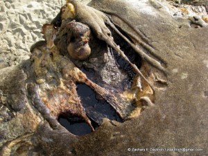 IMG_3442-1 apparent shark bite on female elephant seal / Pt Reyes National Seashore Jan 2012