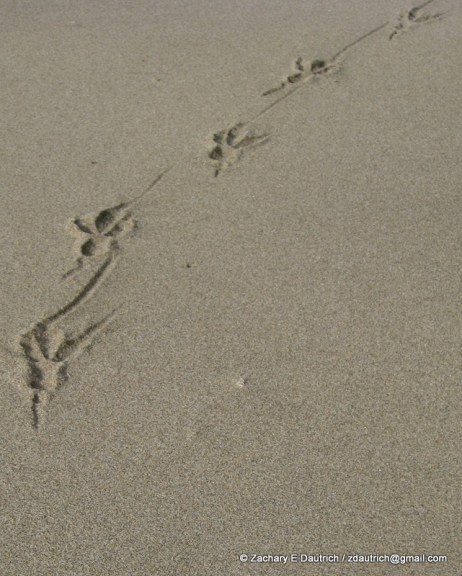 raven tracks / Pt Reyes National Seashore Jan 2012