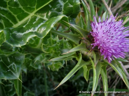 milk thistle bloom / Pt Reyes National Seashore Jan 2012