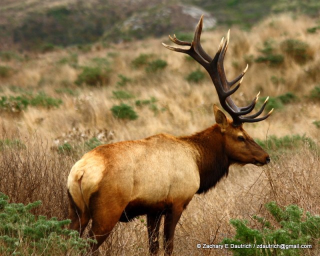 IMG_5484 v1 bull elk Oct 2011 / Pt Reyes National Seashore