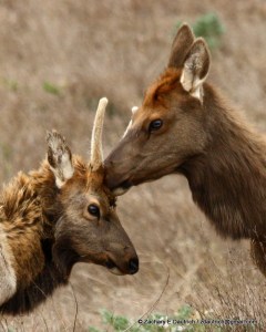 IMG_5492 v2 female grooming young male elk / Pt Reyes National Seashore Oct 2011