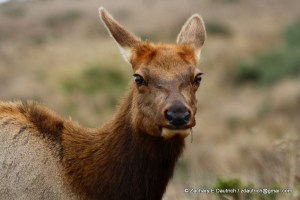IMG_5508 female elk / Pt Reyes National Seashore Oct 2011