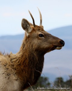 IMG_5510 v1 juvenile male elk / Pt Reyes National Seashore Oct 2011