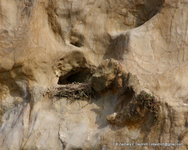peregrine falcon nest / Pt Reyes National Seashore Jan 2012