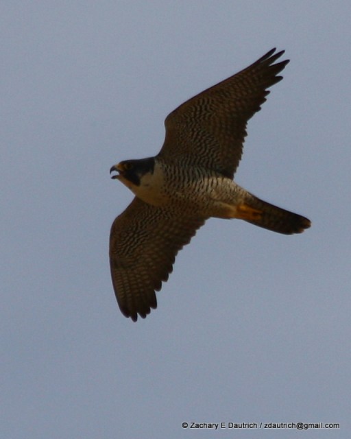 peregrine falcon image 1 / Pt Reyes National Seashore Jan 2012