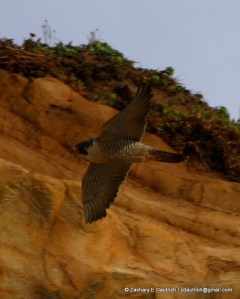 peregrine falcon image 3 / Pt Reyes National Seashore Jan 2012