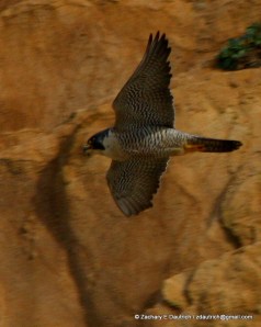 peregrine falcon image 3 / Pt Reyes National Seashore Jan 2012