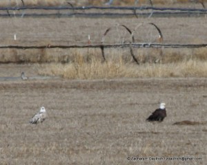 leucistic bald eagle / Klamath County OR / Feb 2012