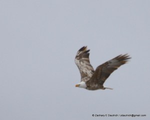 leucistic bald eagle / Klamath County OR / Feb 2012