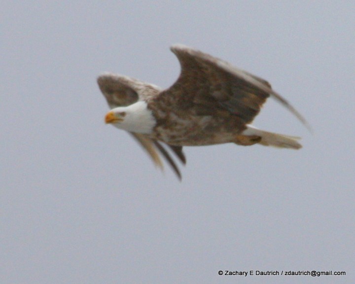 leucistic bald eagle / Klamath County OR / Feb 2012