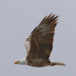 leucistic bald eagle / Klamath County OR / Feb 2012