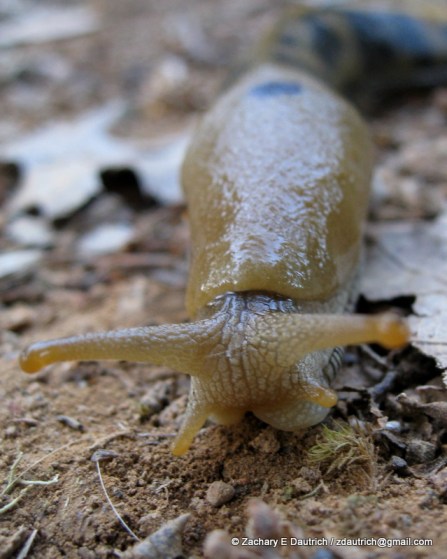 banana slug / Tilden Regional Park CA