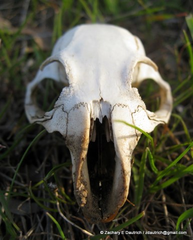 IMG_3577 v1 CA ground squirrel skull / Mount Diablo CA