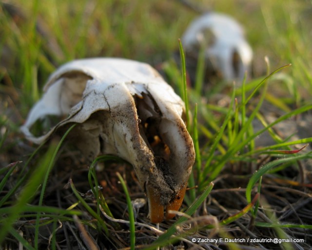 IMG_3578 v1 CA ground squirrel skulls / Mount Diablo CA