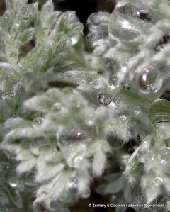 beach plant and rain drops / Point Reyes National Seashore