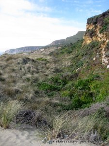 dunes and dune grasses by Abbott's Lagoon / Pt Reyes National Seashore
