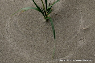 dune grass wind art with coyote track 01 / Point Reyes National Seashore