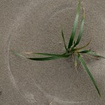 dune grass wind art with coyote track 02 / Point Reyes National Seashore