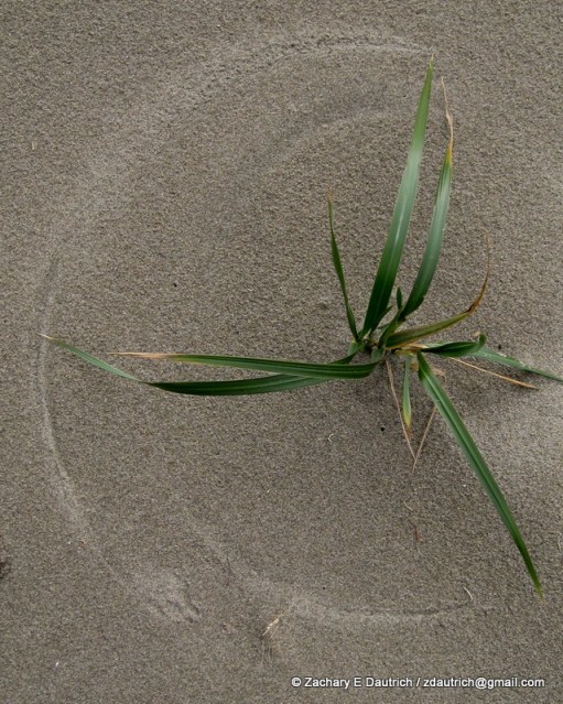 dune grass wind art with coyote track 02 / Point Reyes National Seashore