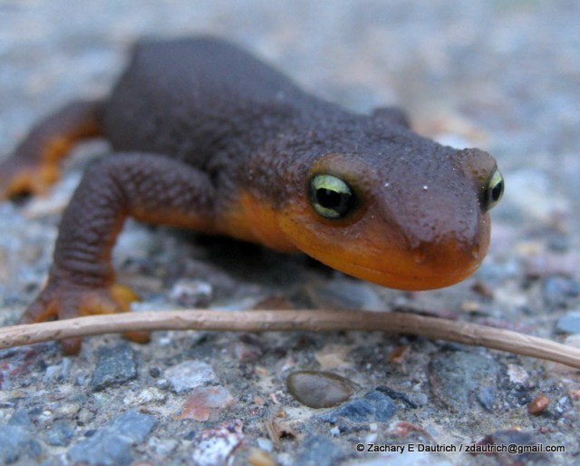 red-bellied newt / Tilden Regional Park CA