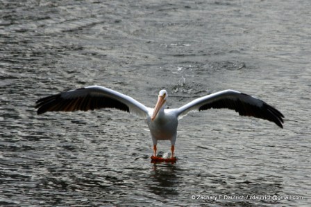 white pelican landing 01 / Lafayette Resevoir CA