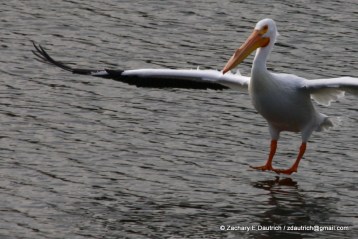 white pelican landing 03 / Lafayette Resevoir CA