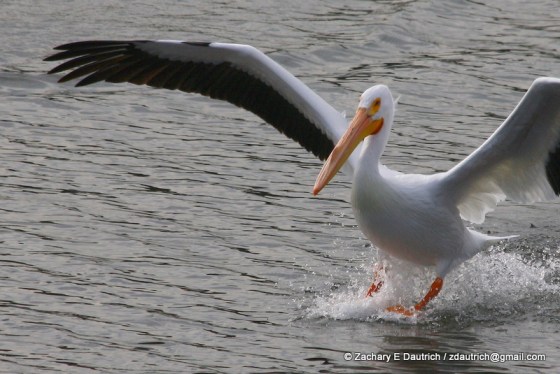 white pelican landing 04 / Lafayette Resevoir CA