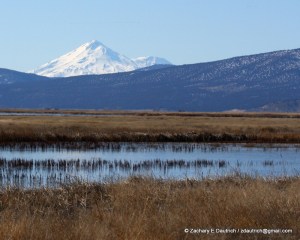 Lower Klamath Basin National Wildlife Refuge & Mt Shasta