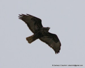 Harlan's red-tailed hawk Tule Lake CA