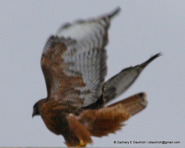 intermediate rufous morph red-tailed hawk Klamath Basin