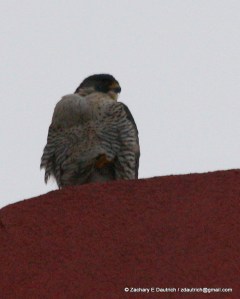peregrine falcon Klamath Falls, OR