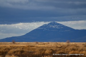 Lower Klamath Basin NWR - flocks of geese/swans