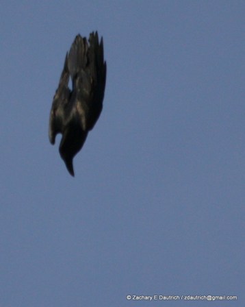 diving raven Klamath Basin