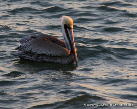 brown pelican 02 / Berkeley CA