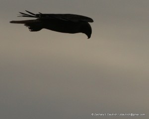 red-tailed hawk / Marin Headlands CA