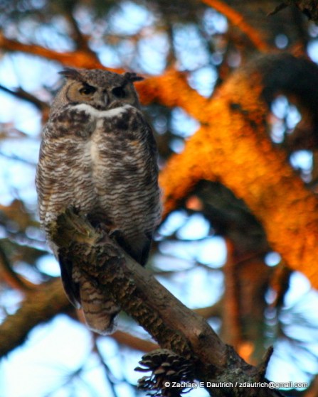 great-horned owl / Tilden Regional Park CA