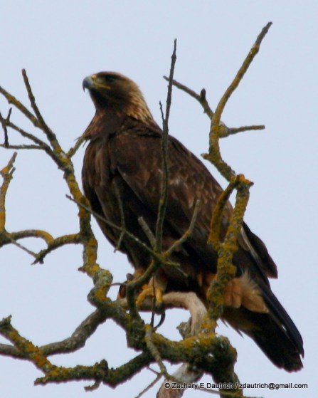 mature golden eagle / Mount Diablo